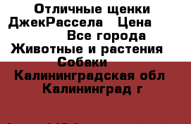 Отличные щенки ДжекРассела › Цена ­ 50 000 - Все города Животные и растения » Собаки   . Калининградская обл.,Калининград г.